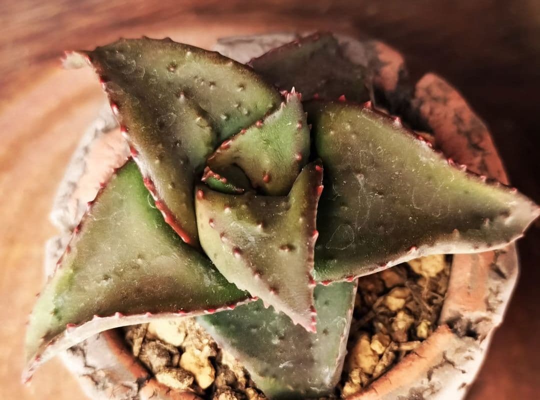 メルカリ便発送&ロウルサンコさんラベル付き☆地雷蛙(ジライア)