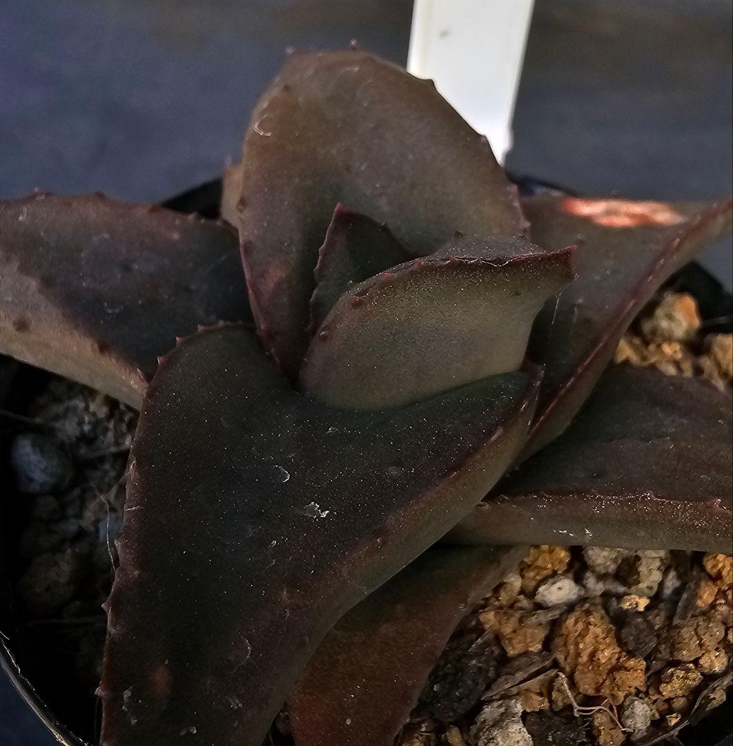 メルカリ便発送&ロウルサンコさんラベル付き☆地雷蛙(ジライア)