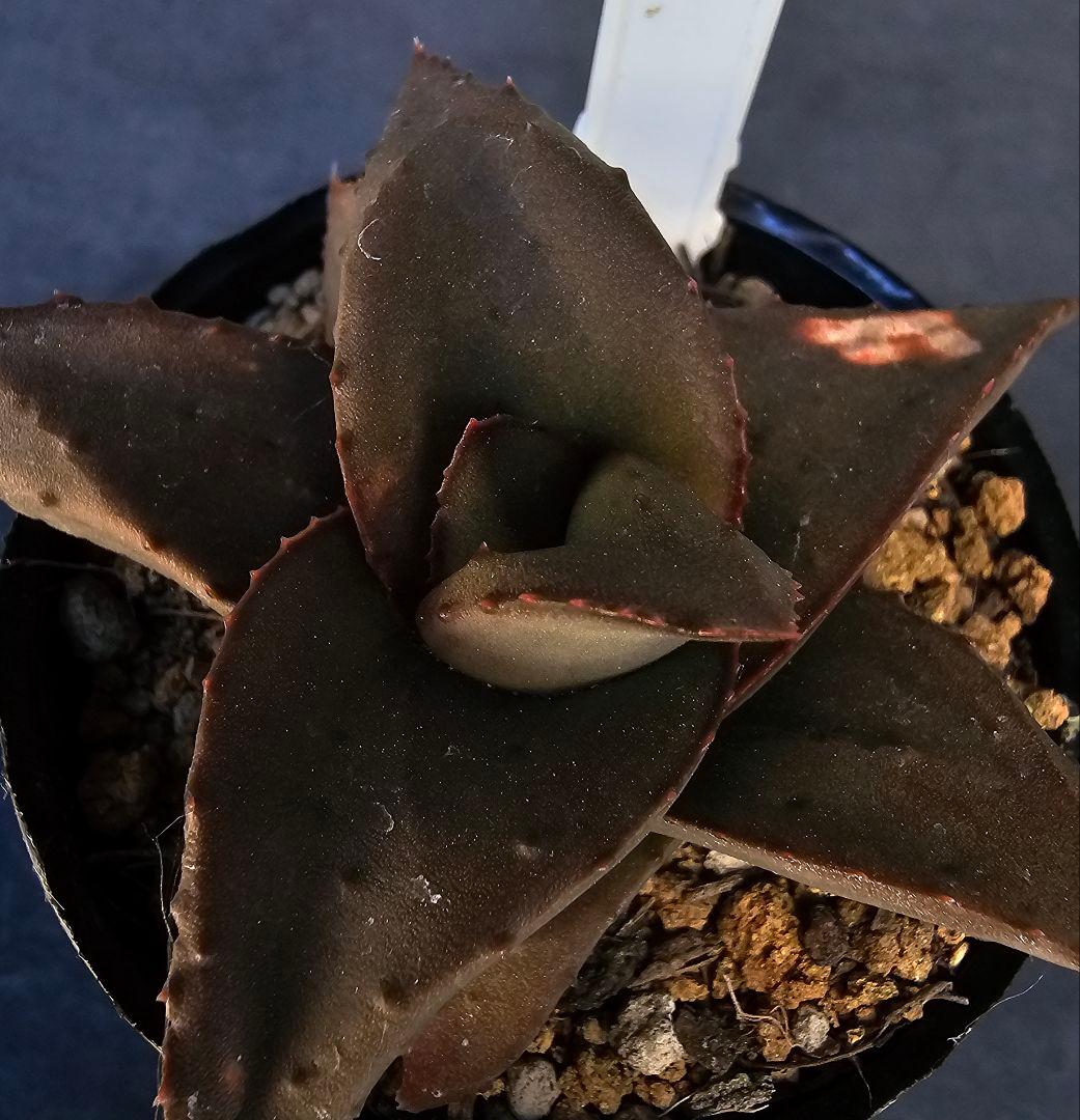 メルカリ便発送&ロウルサンコさんラベル付き☆地雷蛙(ジライア)