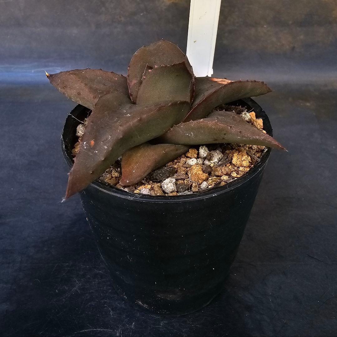 メルカリ便発送&ロウルサンコさんラベル付き☆地雷蛙(ジライア)