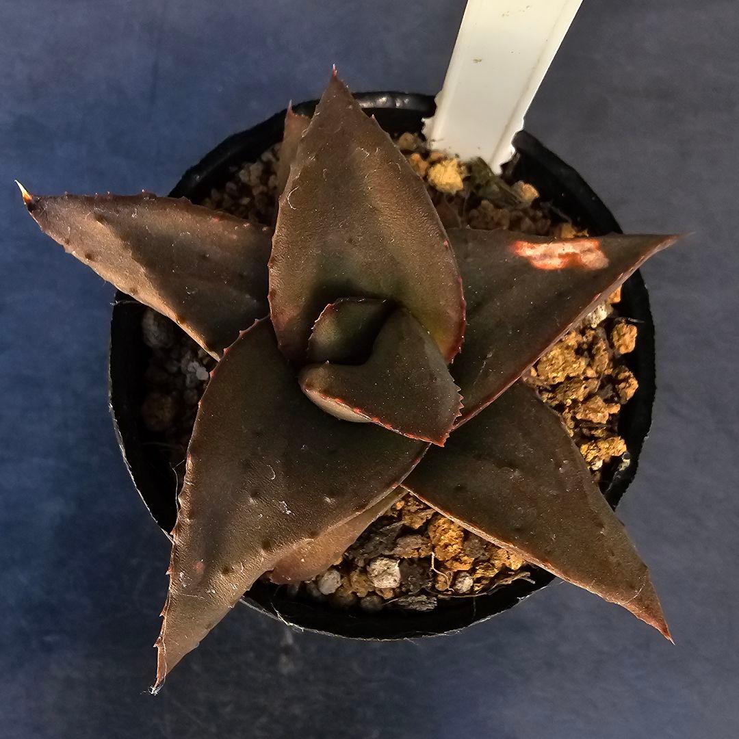 メルカリ便発送&ロウルサンコさんラベル付き☆地雷蛙(ジライア)