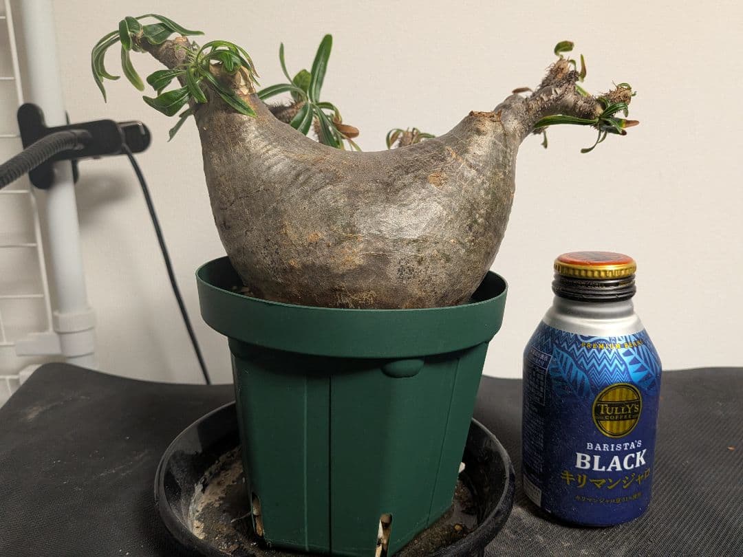 大型　パキポディウム　グラキリス