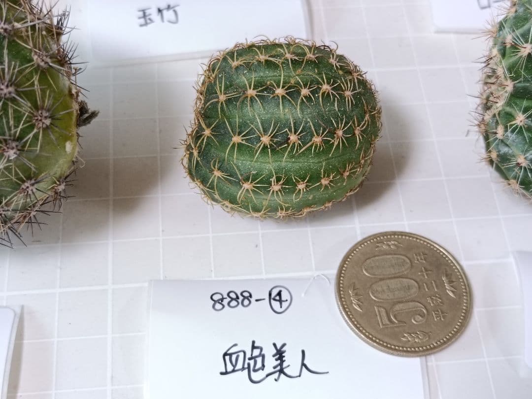 888-YU商品　花サボテン