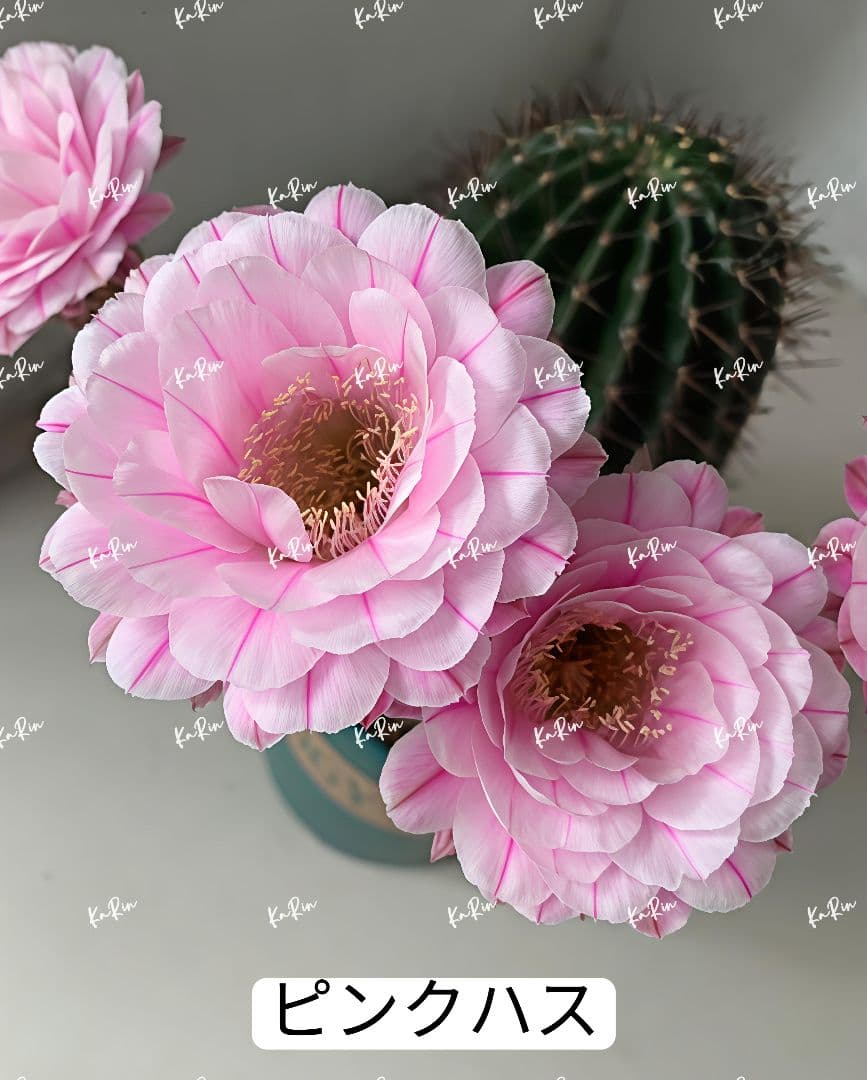 888-YU商品　花サボテン