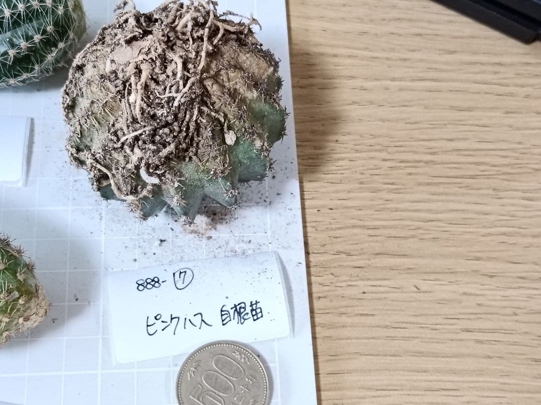 888-YU商品　花サボテン