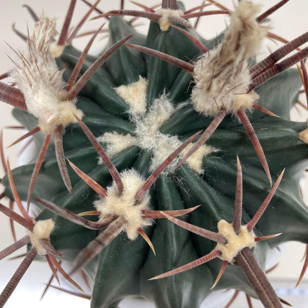 サボテン　綾波　実生