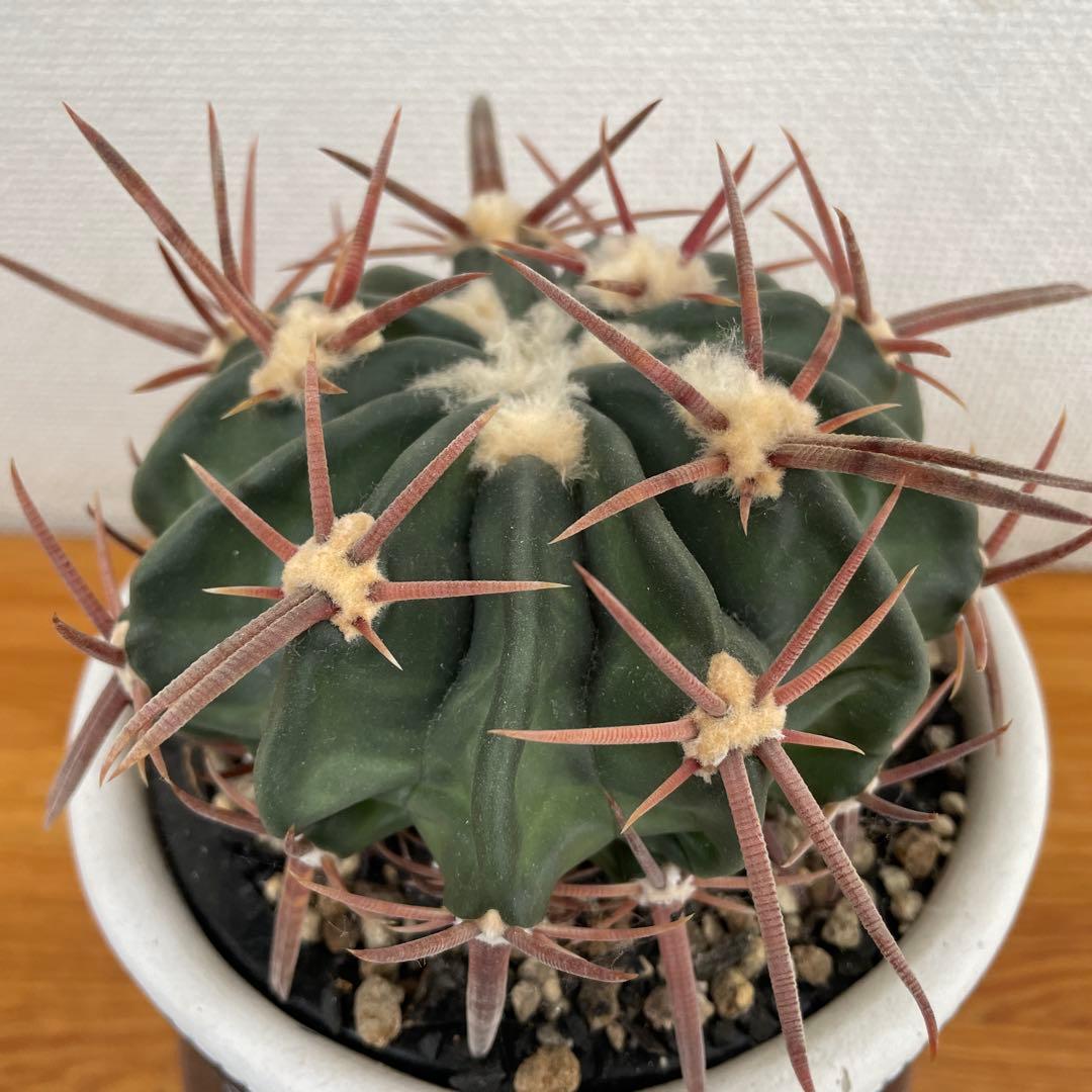 サボテン　綾波　実生