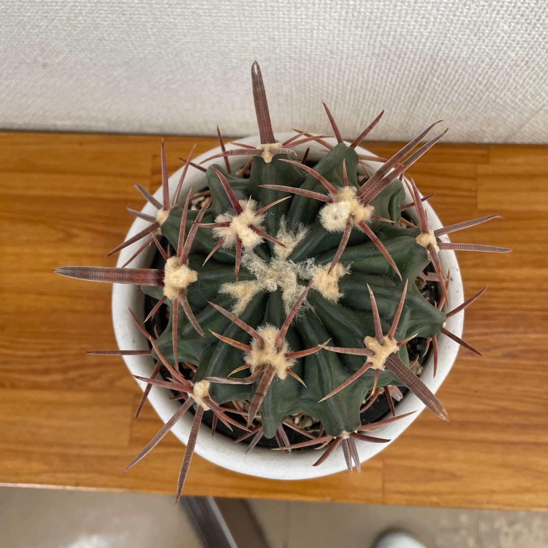 サボテン　綾波　実生