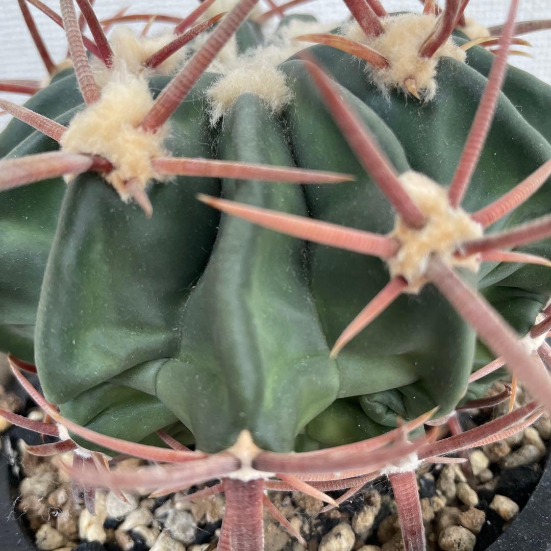 サボテン　綾波　実生