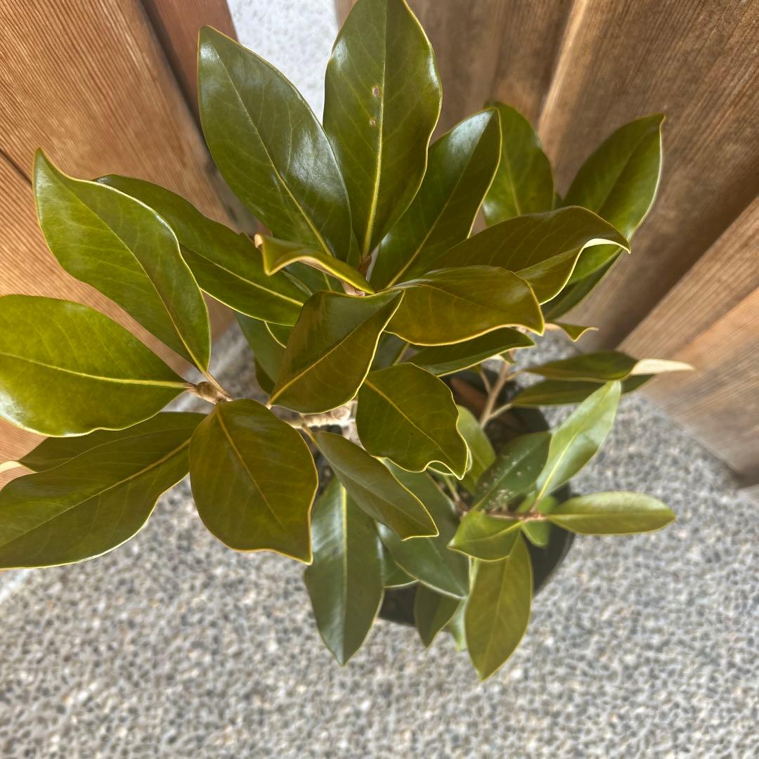 宝*箱様 常緑樹　リトルジェム