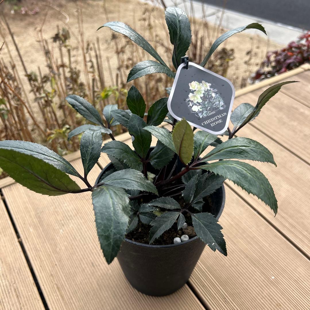 クリスマスローズ苗　クリスマスローズ　交配種　開花見込み株　6鉢価格