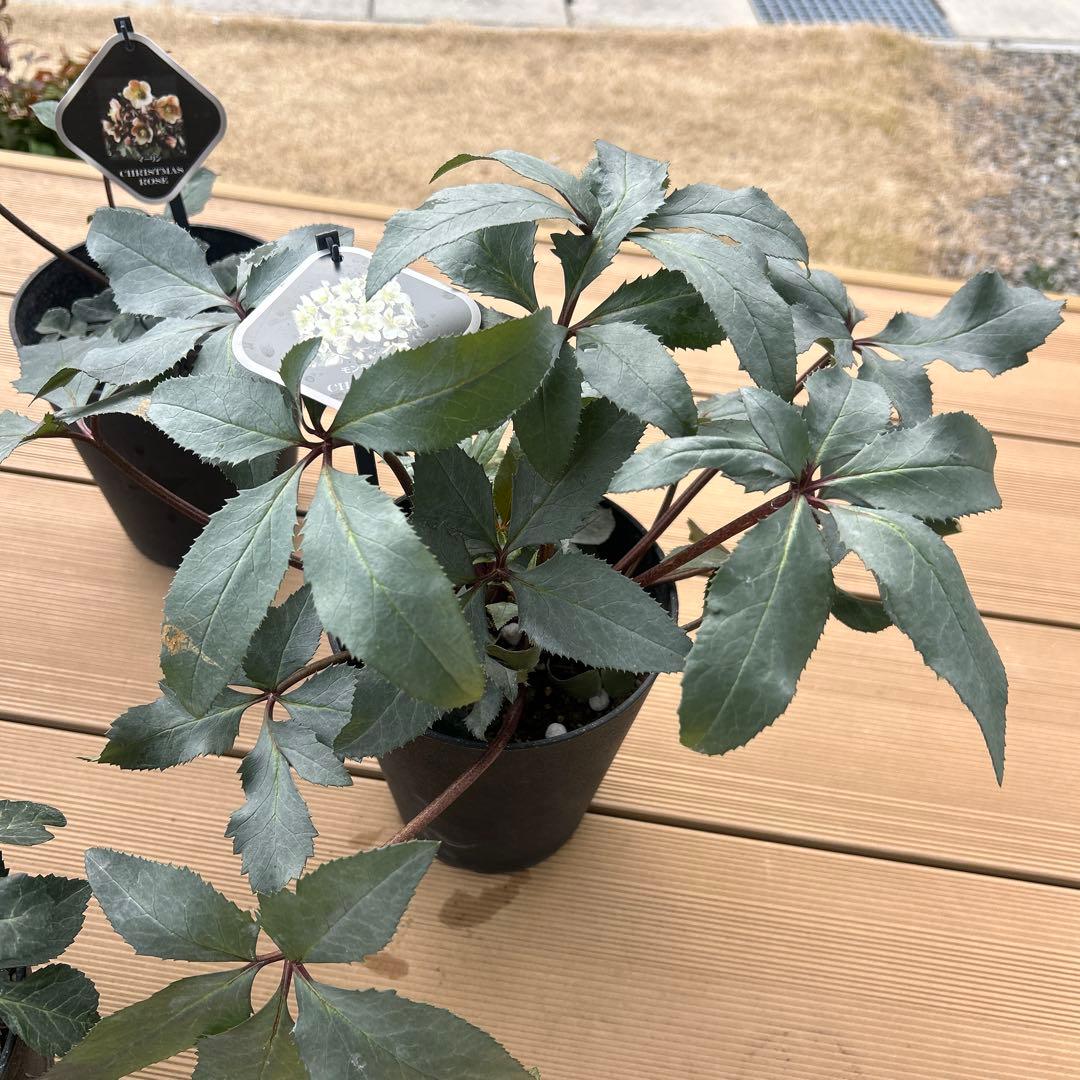クリスマスローズ苗　クリスマスローズ　交配種　開花見込み株　6鉢価格