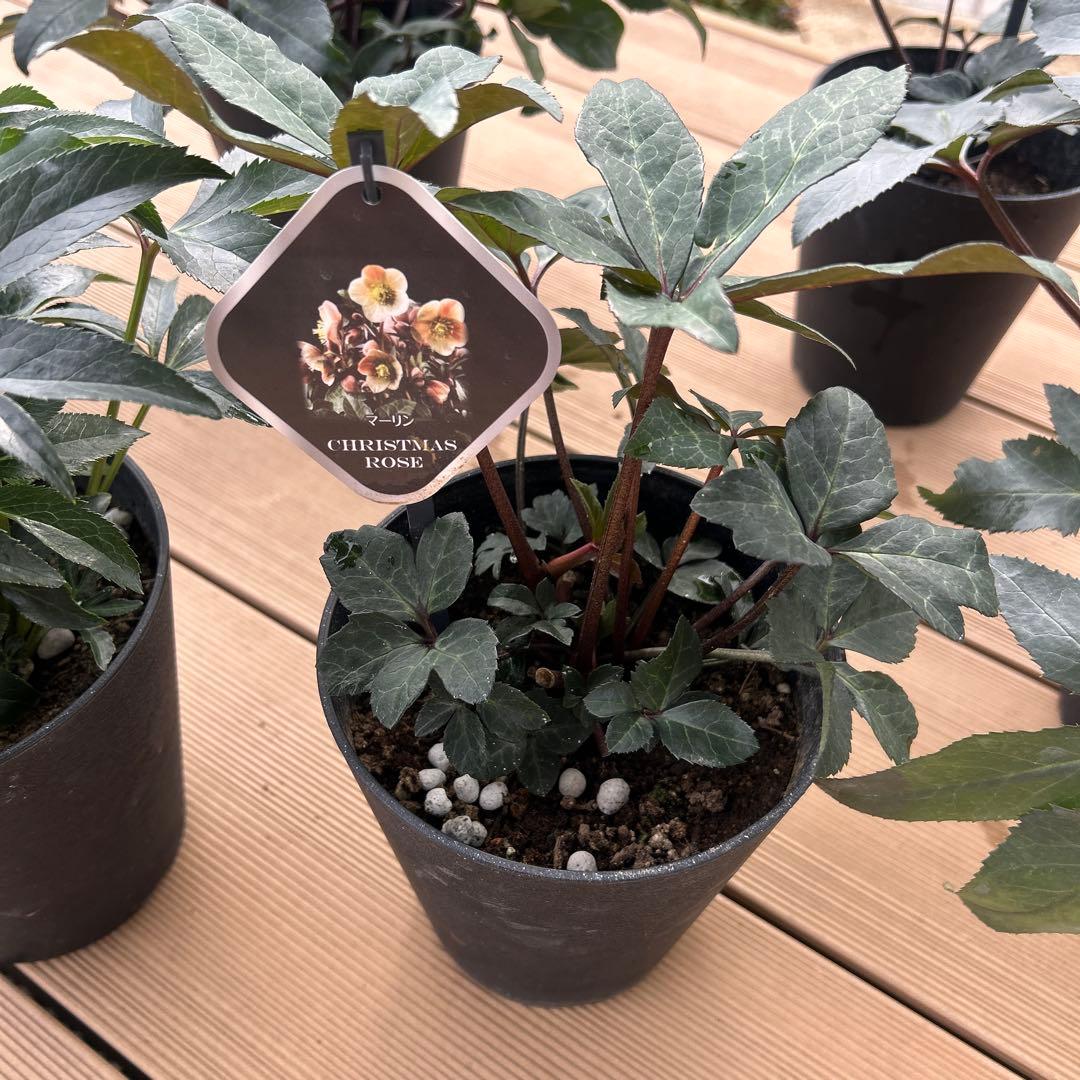 クリスマスローズ苗　クリスマスローズ　交配種　開花見込み株　6鉢価格