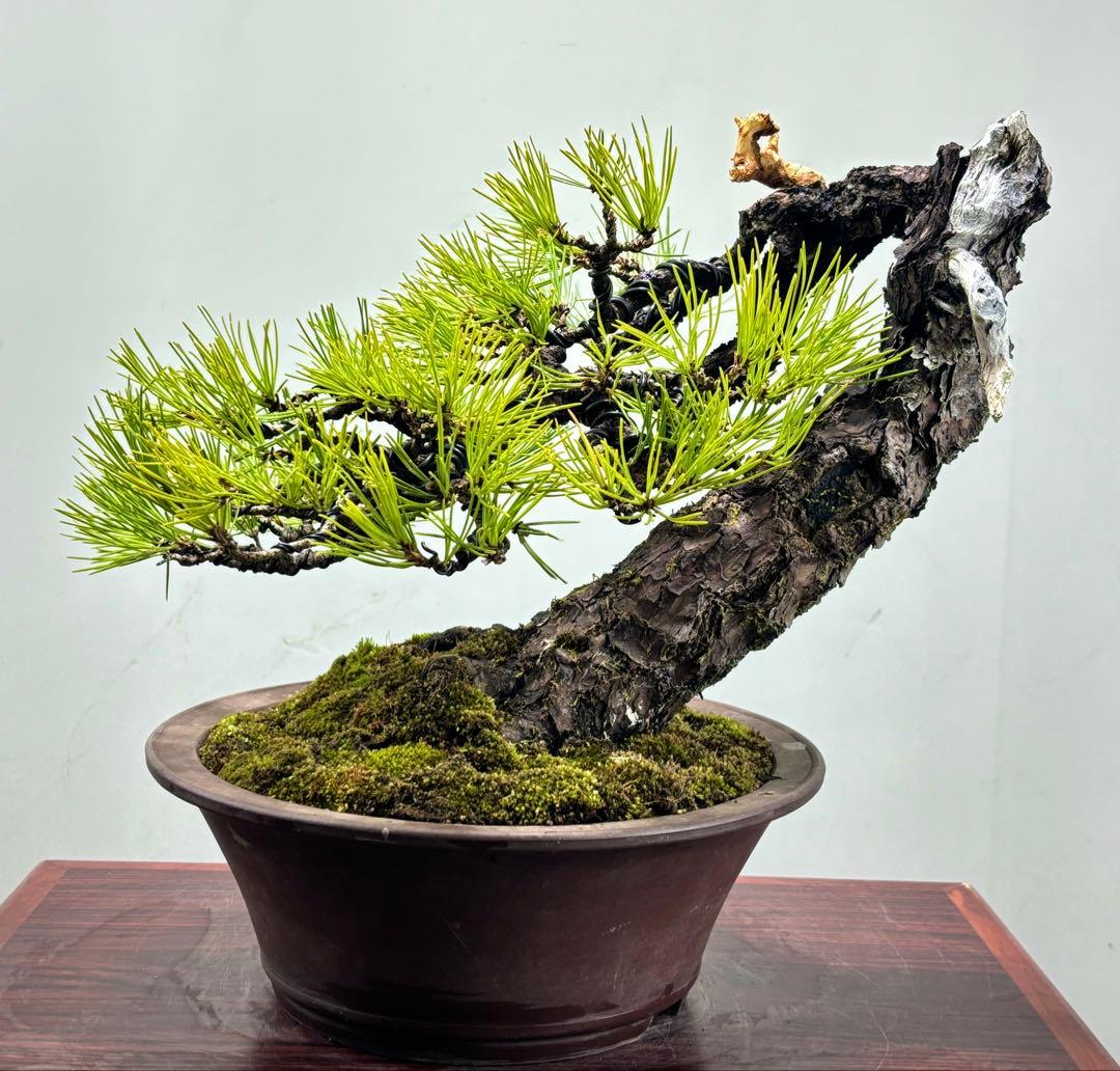 r*i様 黒松　盆栽　面白い木‼️