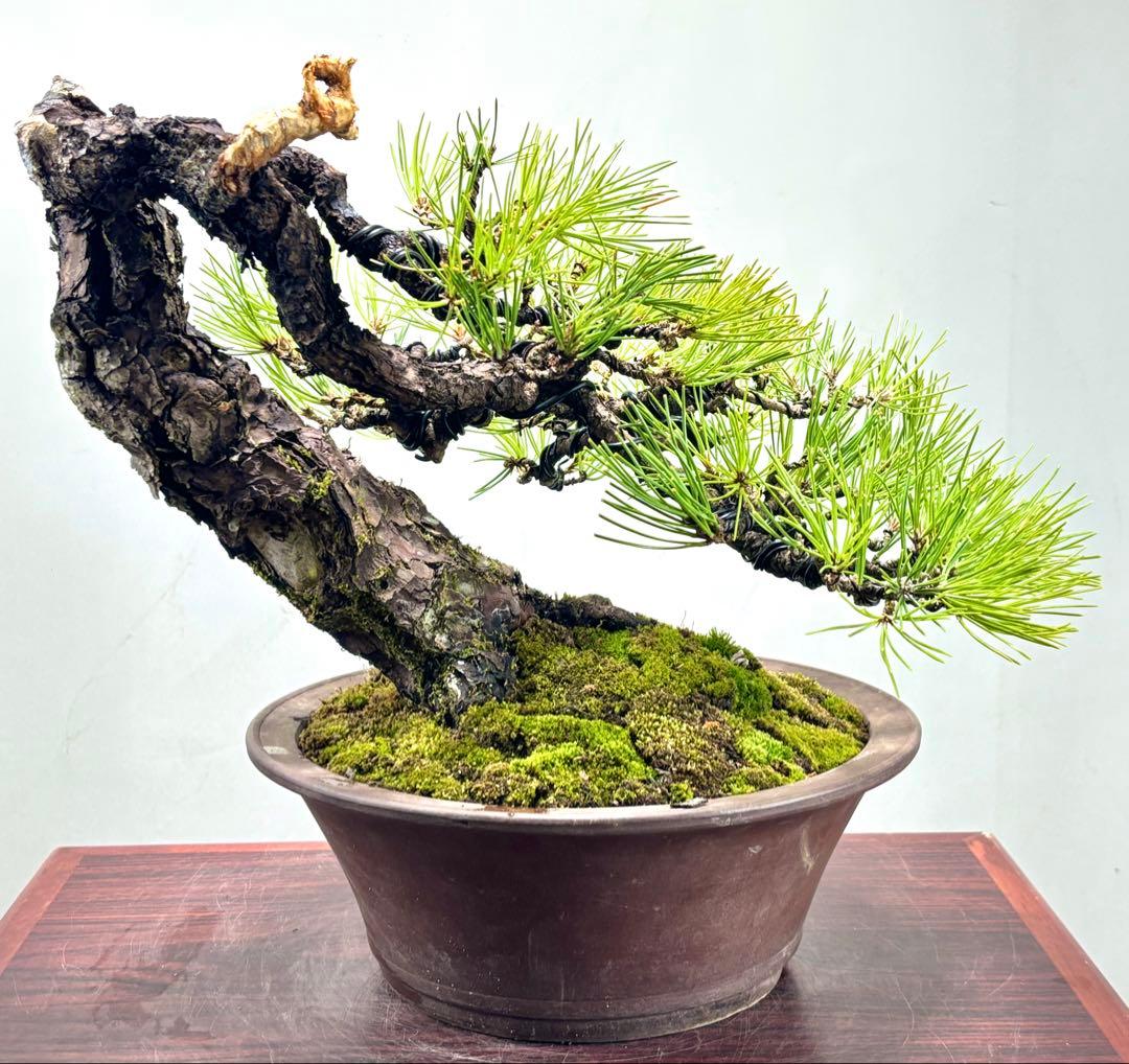 r*i様 黒松　盆栽　面白い木‼️
