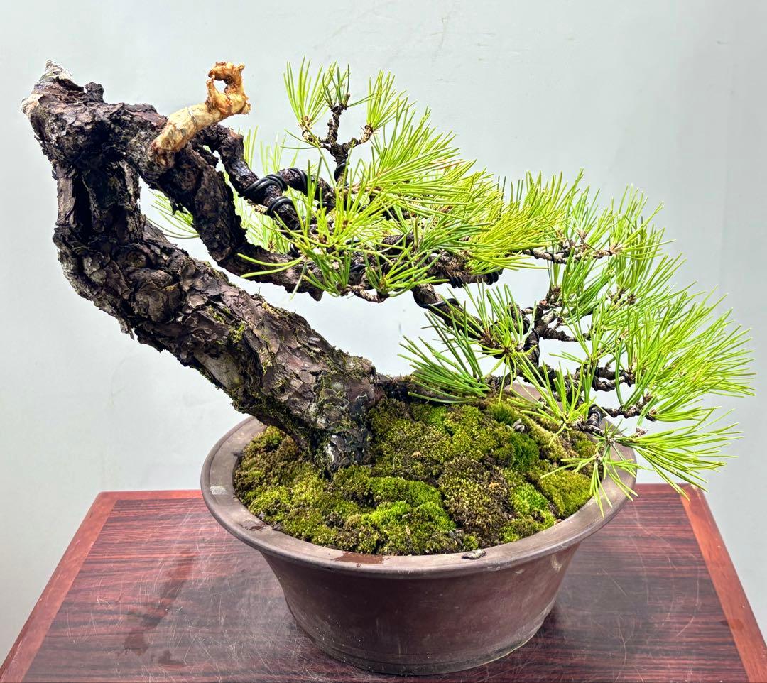 r*i様 黒松　盆栽　面白い木‼️