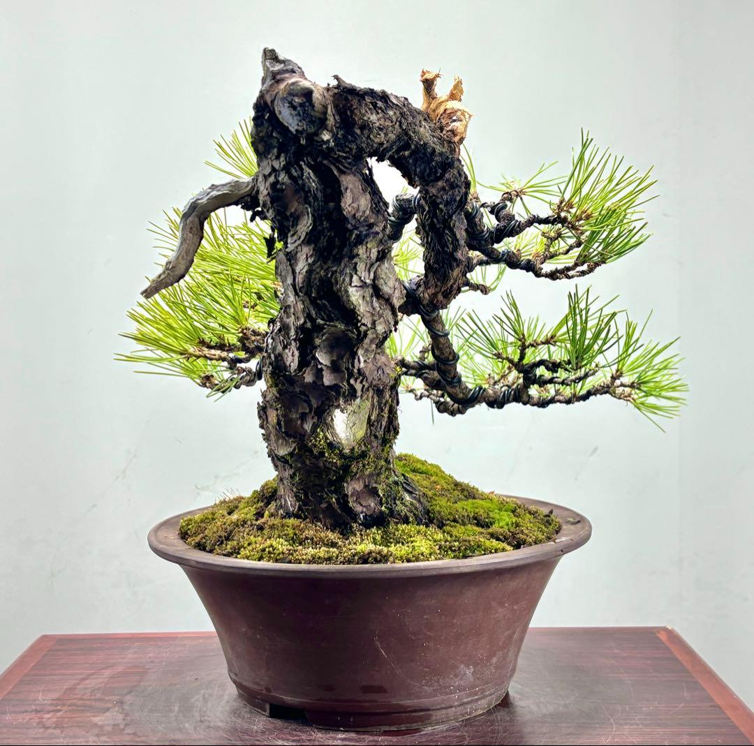 r*i様 黒松　盆栽　面白い木‼️