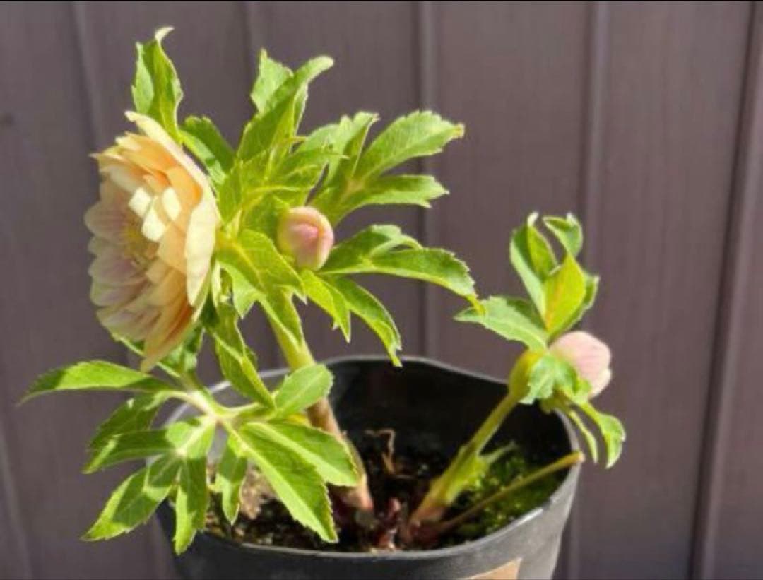 クリスマスローズ　ソレイユ dd　極上ぼかし　交配苗