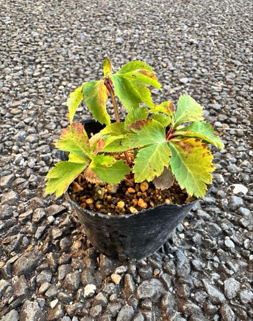 クリスマスローズ　ソレイユ dd　極上ぼかし　交配苗