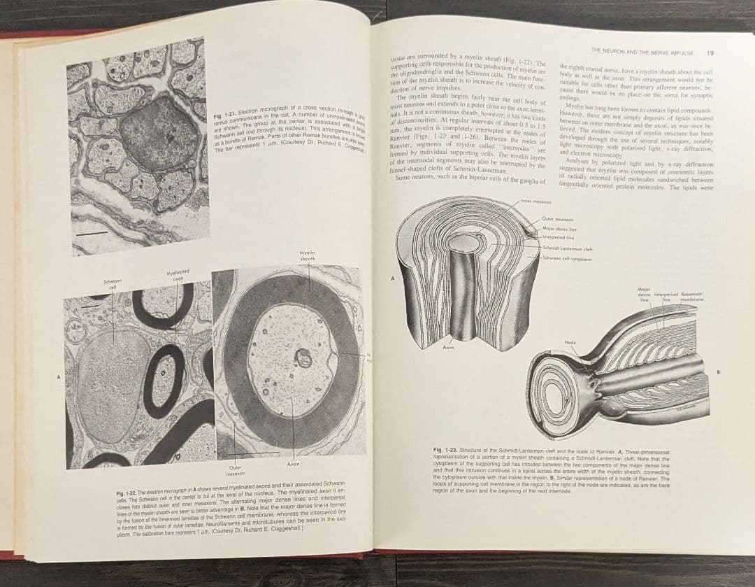 洋書　Medical Neurobiology