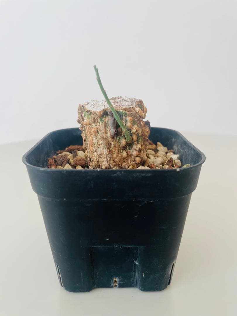 アデニア アクレアータ