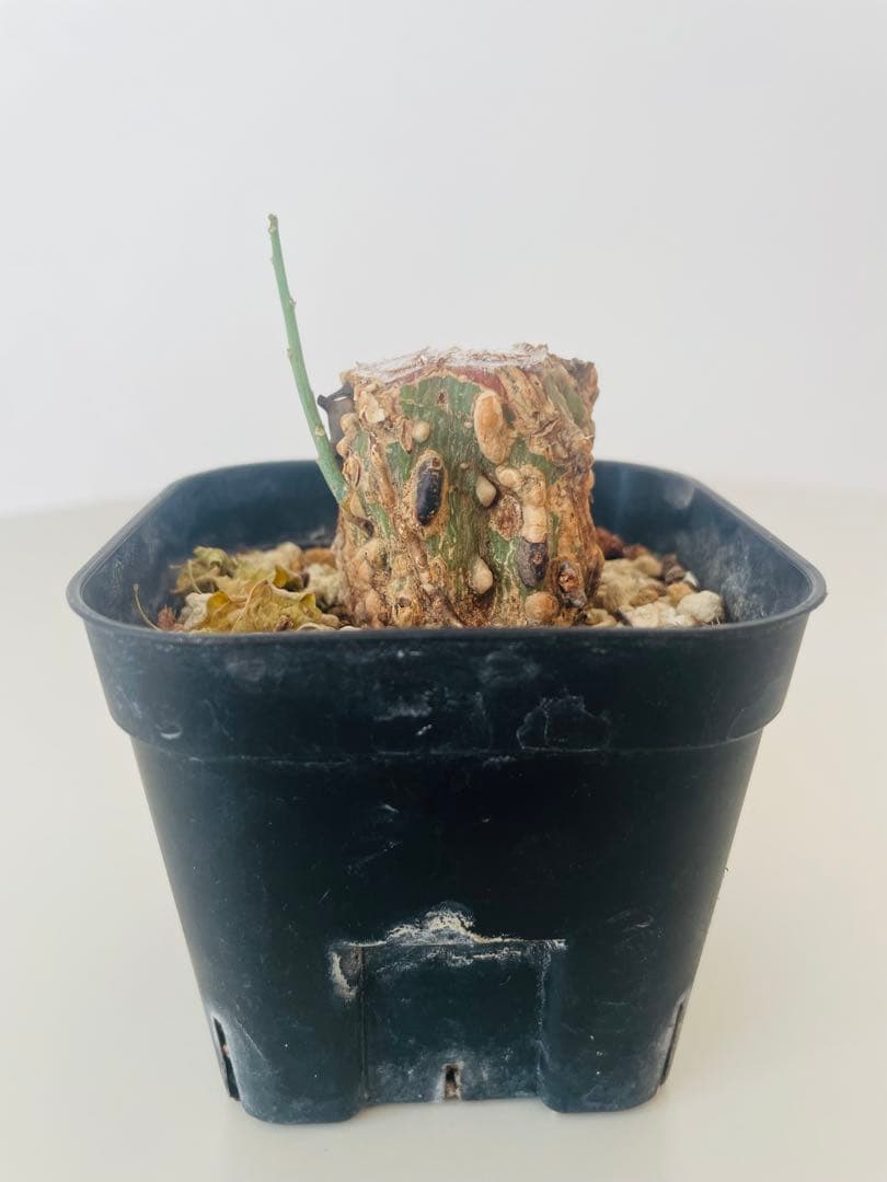 アデニア アクレアータ