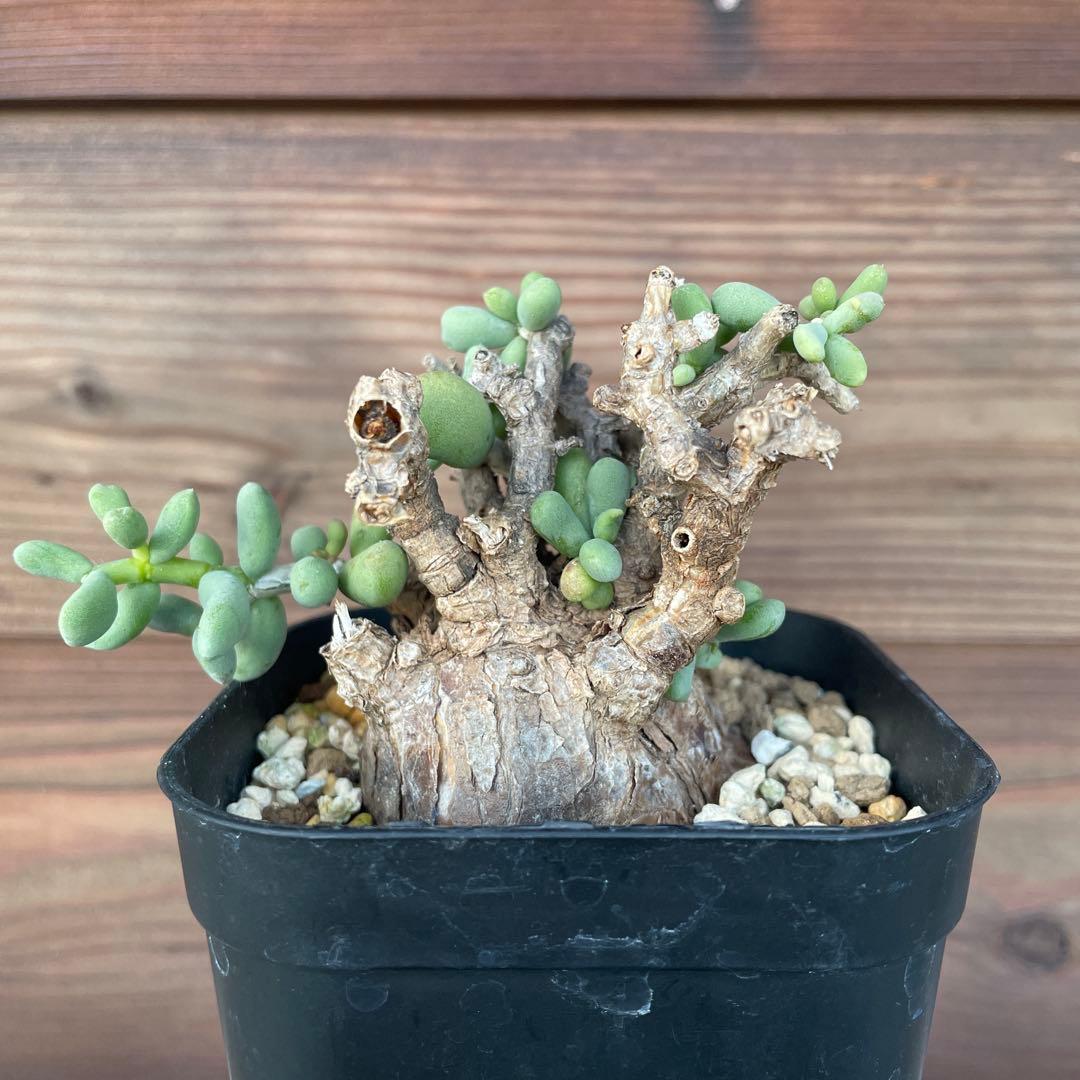 ケラリアピグマエア #39