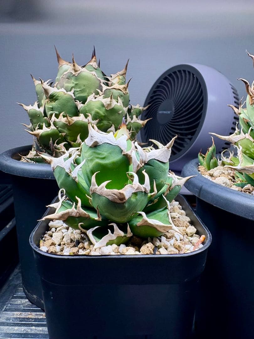 アガベ・チタノタ・赤猫（レッドキャット ウィーズル）