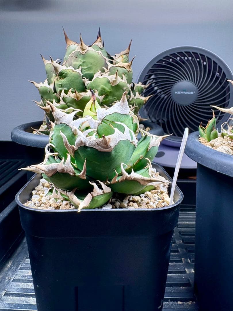 アガベ・チタノタ・赤猫（レッドキャット ウィーズル）