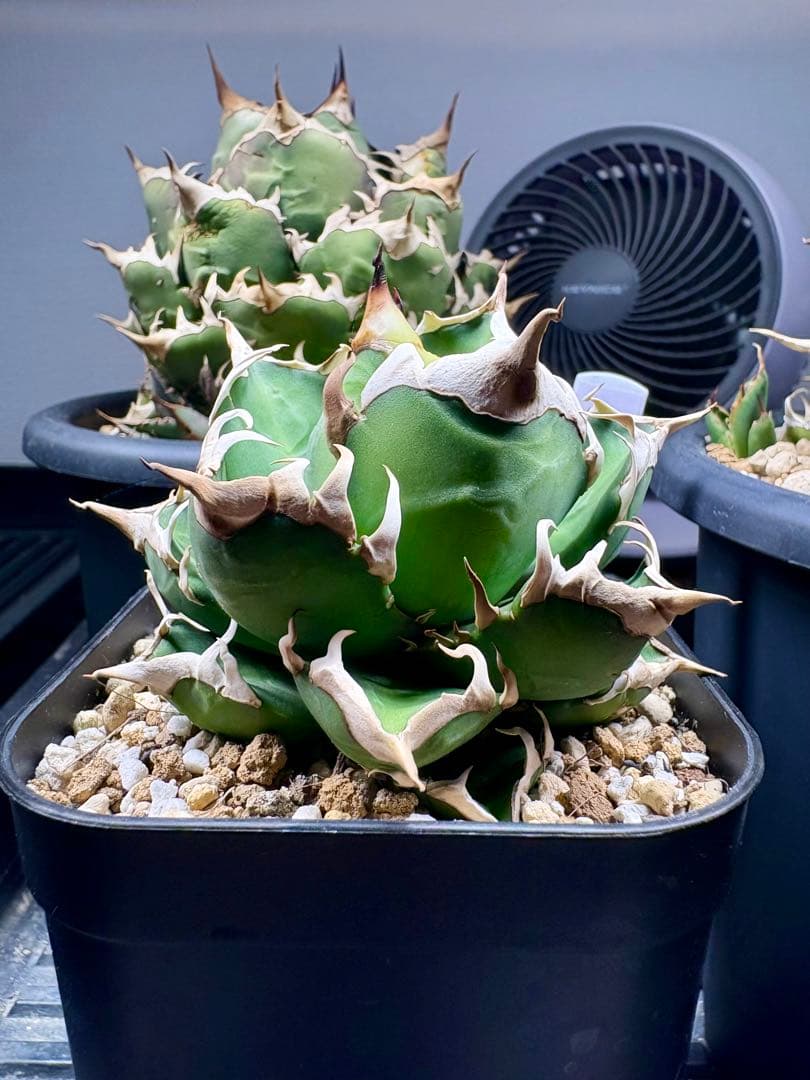 アガベ・チタノタ・赤猫（レッドキャット ウィーズル）