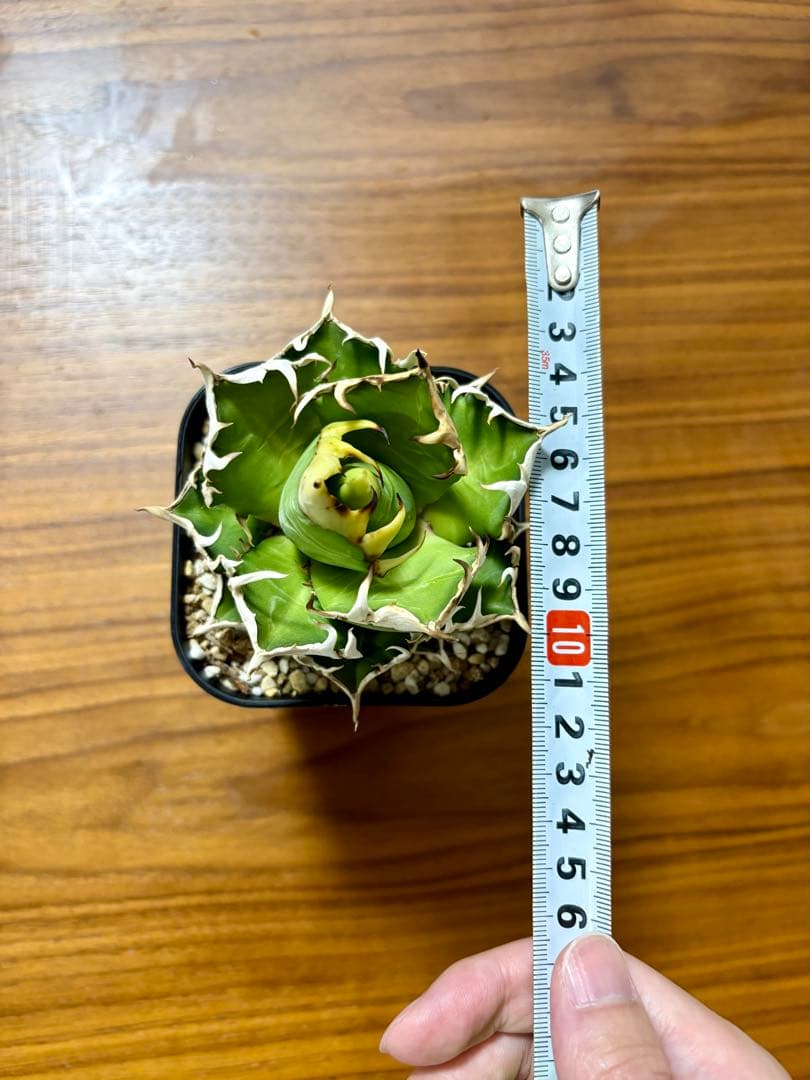 アガベ・チタノタ・赤猫（レッドキャット ウィーズル）