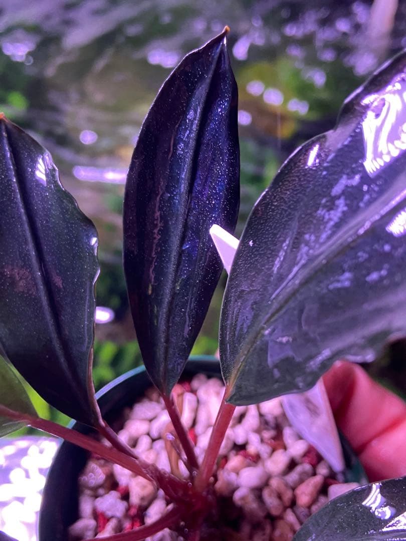 【限定1株】 ブセファランドラ sp, モトレイアーナ 極紫個体 水上葉