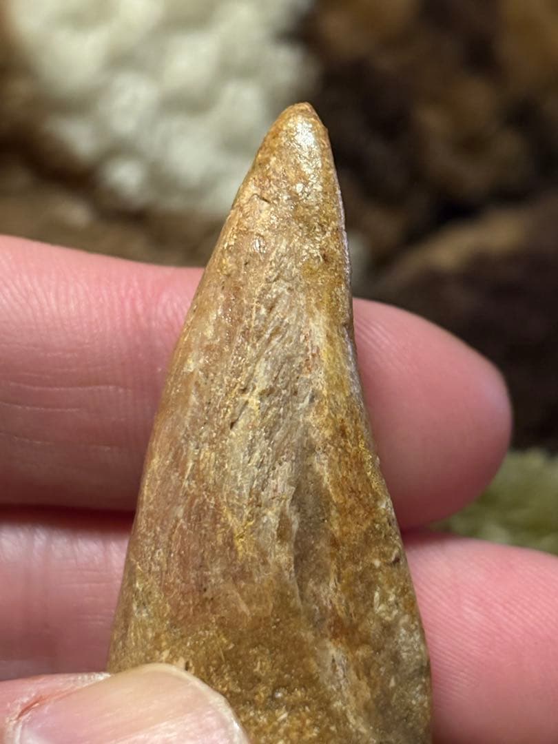 スピノサウルス　フットフロウ　化石