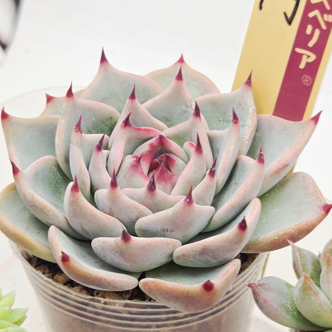 ★*★様 ㉖大きめ苗青鬼❣️ちょこん❣️そわそわ❣️おらいさん発根済 6苗メルカ