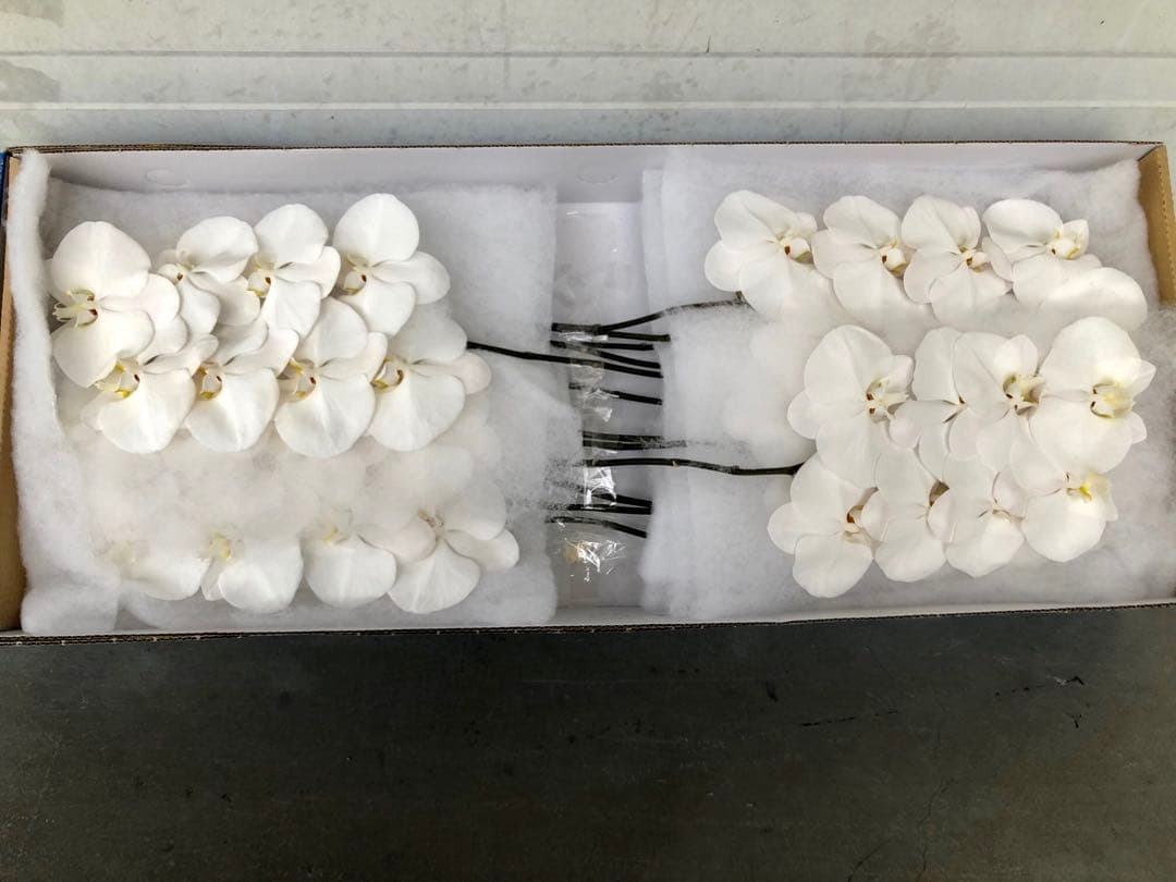 お得なセット 毎日入荷胡蝶蘭2ケース