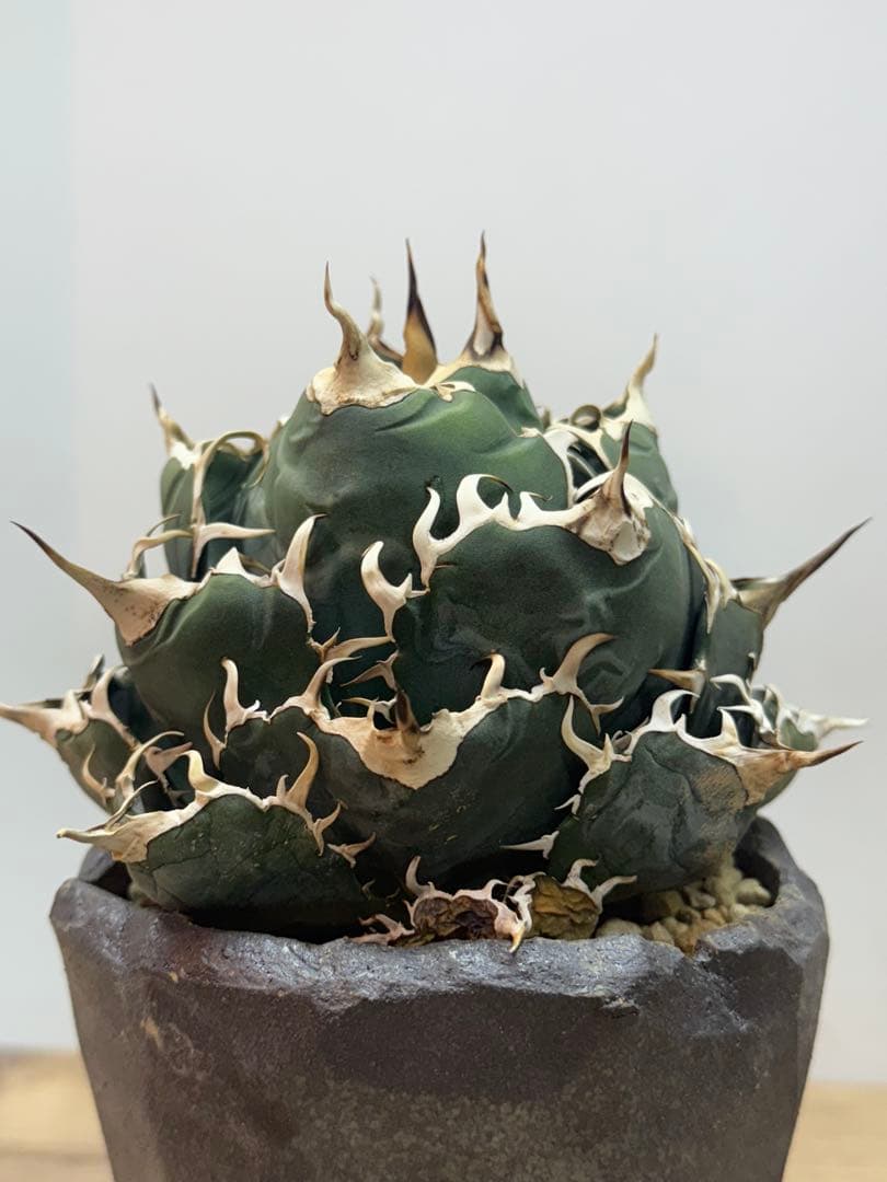 白鯨【コレクション株】【ボールタイプ】【信楽焼】