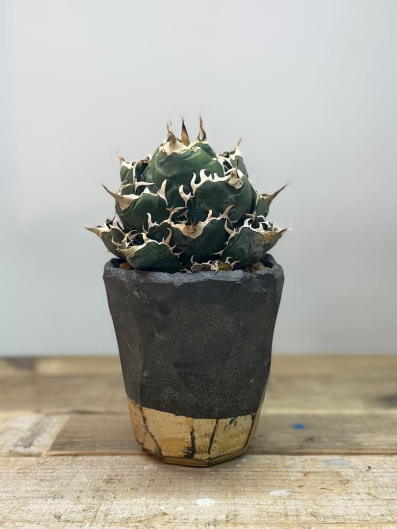 白鯨【コレクション株】【ボールタイプ】【信楽焼】