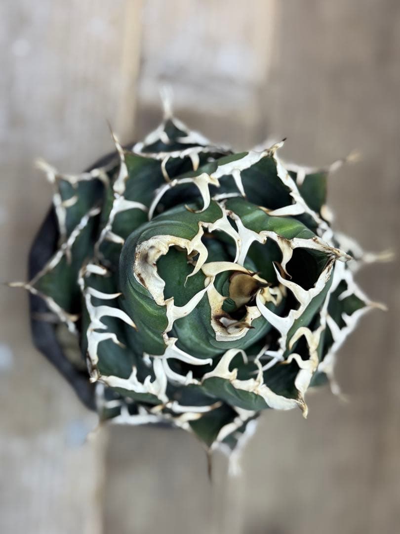 白鯨【コレクション株】【ボールタイプ】【信楽焼】