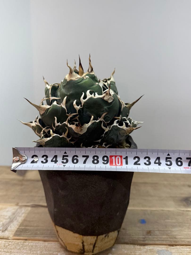 白鯨【コレクション株】【ボールタイプ】【信楽焼】