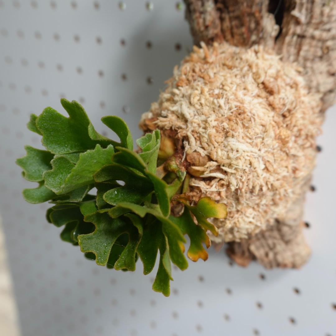 ビカクシダ リドレイ ドワーフ シルバー 小株　板付