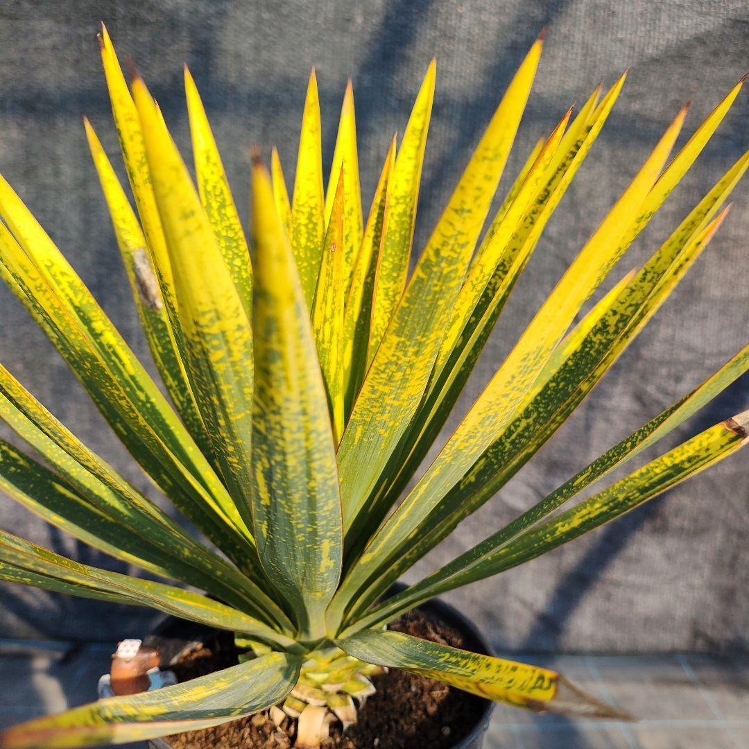 ユッカ　グロリオサ　散り斑