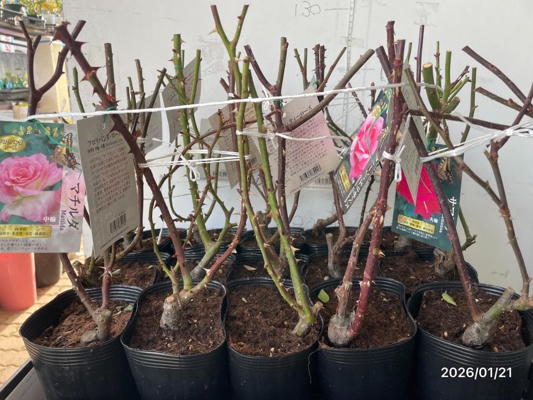 四季咲き　　バラ　　14株