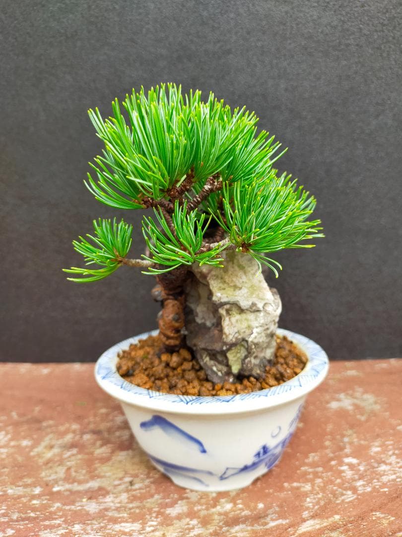 那須娘　八房五葉松　盆栽