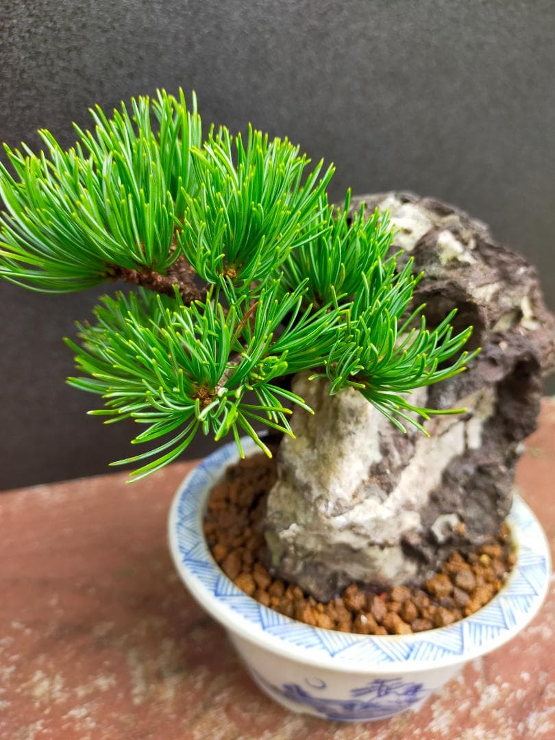 那須娘　八房五葉松　盆栽