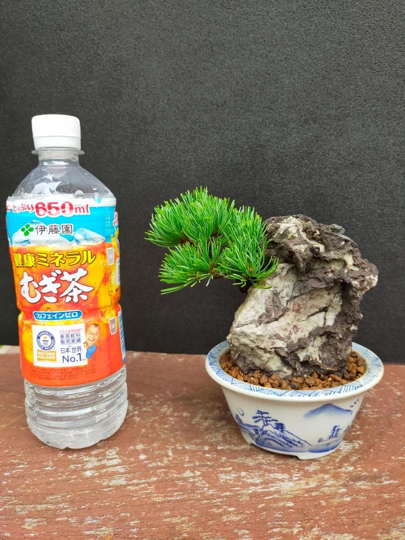 那須娘　八房五葉松　盆栽