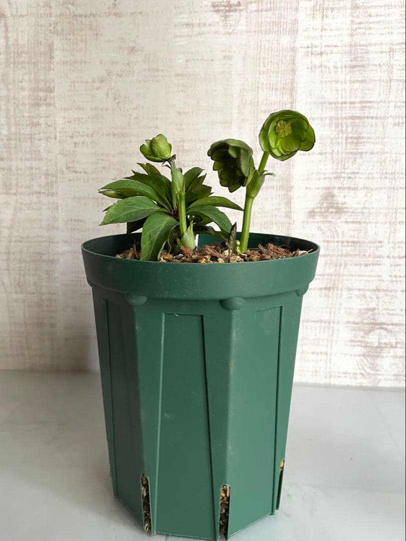 ムルチ交配　ライムグリーン