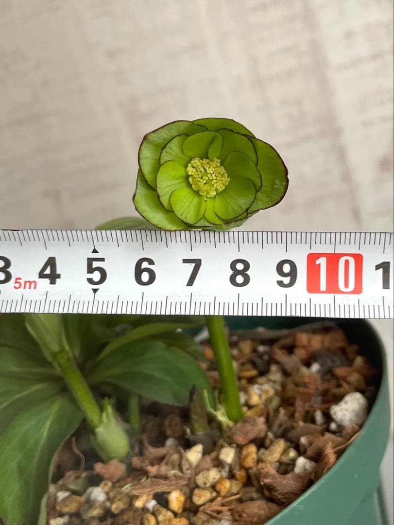 ムルチ交配　ライムグリーン