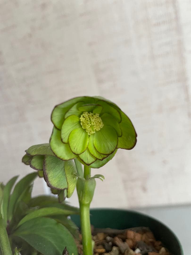 ムルチ交配　ライムグリーン