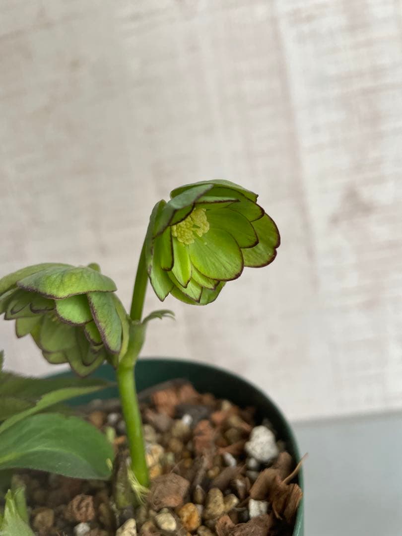 ムルチ交配　ライムグリーン