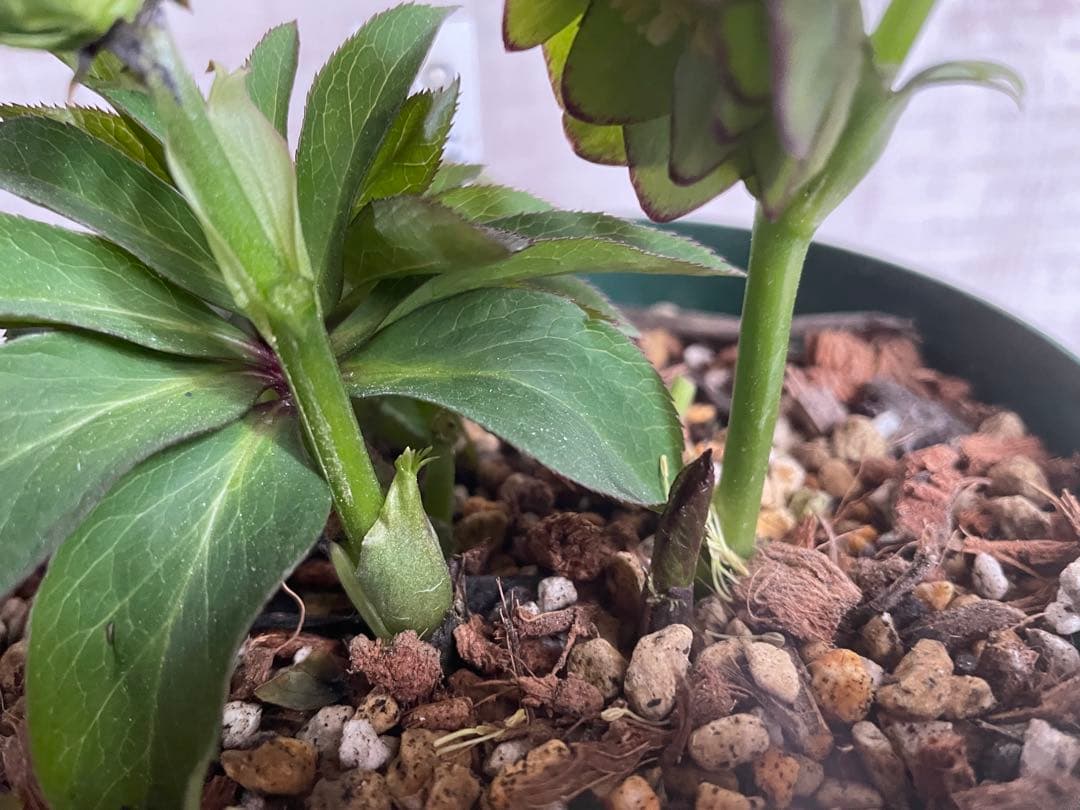 ムルチ交配　ライムグリーン